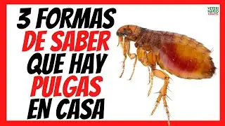 &iquest;C&Oacute;MO SABER SI HAY PULGAS EN MI CASA? 🆘 INCLUSO SIN TENER ANIMALES