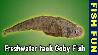 Fresh water tank goby fish in hand
