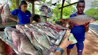 Fantastic! Adventure Day At the Life of This Rural Fishmonger's Family Fish Market
