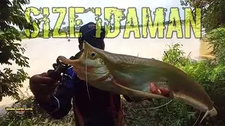 Mancing Lais Tembiring ‼️ Tabiring / Sengarat || Ikan Mahal Sungai Kahayan