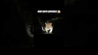 Death Experience😭 #forest #adventure #shorts #leopard #ai