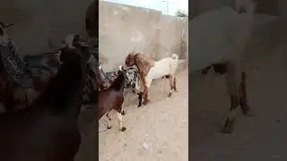 The goats are roaming freely #GoatsInTheDesert #FreeRoamingGoats #NatureBeauty #DesertLife #shorts
