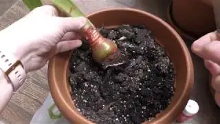 Removing extra long stem from hippeastrum
