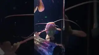 #cute