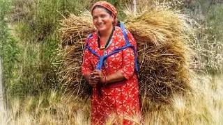 ||Barley(jau)cultivation in Kinnaur HP||