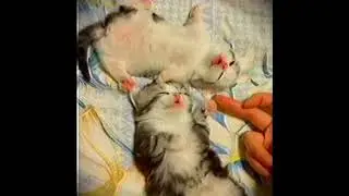 song: lxnya, plaw - owaranai #vhs #ambient #cat #core