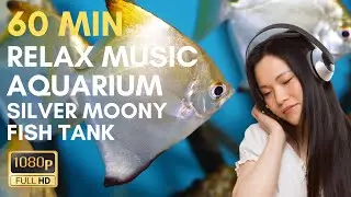 60 Min Relax Music Aquarium  - Silver Moony Fish Tank