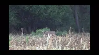 Once in a life time buck first ever Real South Hunting boon and Crocket *Emotional*
