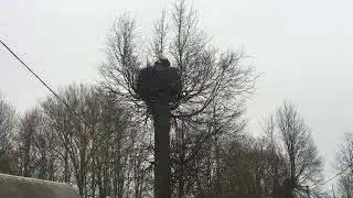 аисты 8 April 2024