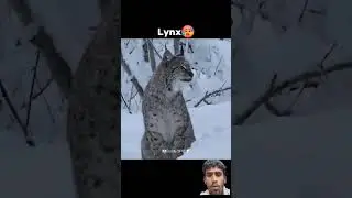 Predators roar☠️ Cheatah l Lynx l Jaguar, Lion, Tiger #animals #tiger #wildanimals #shortvideo #lion