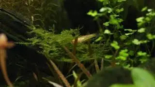 A Female Lyretail Killi(Aphyosemion australe 'GOLD')