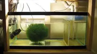 Ball O Chaeto