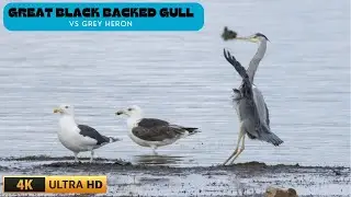 GREAT BLACK BACKED GULL VS GREY HERON | FIGHTING FOR FOOD | NATURE | WILDLIFE | CHEW VALLEY LAKE, UK