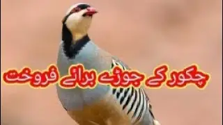 Chakor Bird Available For Sale In Pakistan| Chakor Bird Farming 2024 |