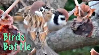 Tree Sparrow vs Tree Sparrow: One on One Fight | Wild birds gathering in the persimmon tree