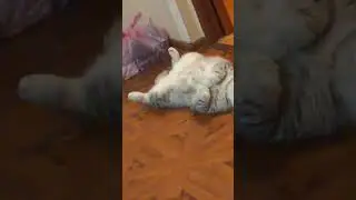 #особенныйребенок #кот #котики #котикиправятмиром #кошка