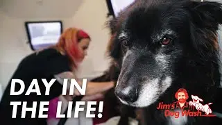 День из жизни владелицы франшизы Jim's Dog Wash & Grooming Джен Текстон.