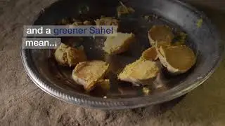 REGREENING THE SAHEL