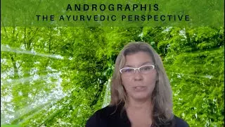 Andrographis: The Ayurvedic Perspective 🌿 (pt. 2)