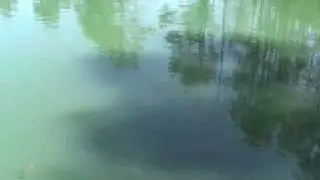 Pond Feeding Catfish - Feb 09