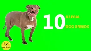 TOP 10 ILLEGAL DOG BREEDS