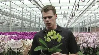 Ask The Grower: Orchid Pest Control