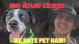 How To Get Pet Hair Out of a Car (Fast, Cheap, and Actually Works)