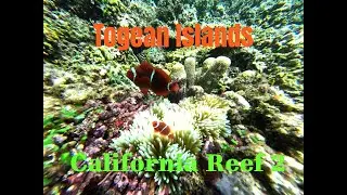 Togean - California Reef 2 - Aug2025