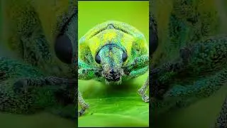#ttnmacro #ngocphotograph #macro #insect #photography #nature #macrophotography