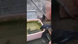 Ikan Channa Argus Nyaris Sambar Burung Jalak 😱