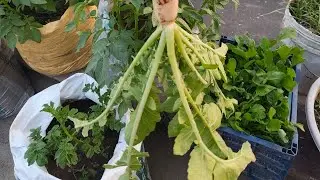 Fun Food and Gardening  is live
