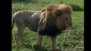 Huge Plains Camp Male Lion on move | Sabi Sands | 13 December 2025