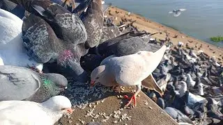 Rescue and Compassion high flying bird, pigeons, kabootar, Dove, wild pigeons