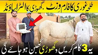 Talha Ghouri Farm Visit | گھوڑی کا الٹراساؤنڈ/Mare Ultrasound For Pregnancy | Ghori kesy Ghaban Kren