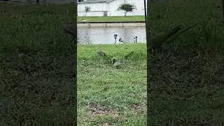 Green Quaker Parrots #quakerparrot #monkparakeet #bird #parrot