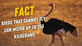 The Enigmatic Ostrich: Unveiling 5 Intriguing Secrets of Earth's Largest Birds