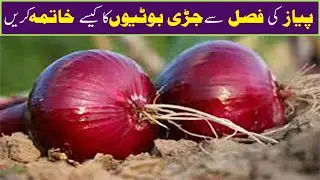 How to control weeds from onion crop | Weeds control from Onion Crop | best herbicide in onion crop