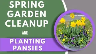 Spring Garden Cleanup: Planting Pansies