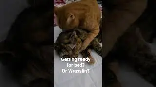 I think he's about getting ready to rumble!! #viral #share #readytorumble #catvideos #mornings