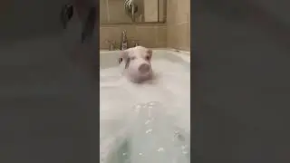 Pig bath time #pigshorts #funny #돼지 #豚 #猪 #viral