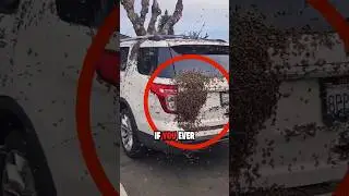 How To Survive A Bee Attack 😨