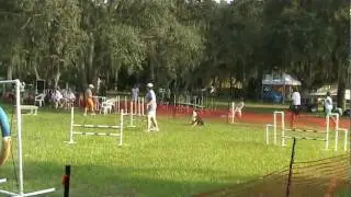 CPE Dog Agility - Debute for Tink - Full House- Pasco Paws - 10-09-09