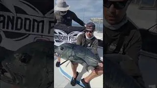 RARO BLACK GT O CARANGO NERO #pesca #fishing #spinning #gtfishing #bigfish #carango #maldives