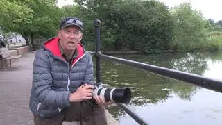 Wildlife Photographer Swaps Exotic Wildlife For Urban Swans - To Amazing Effect