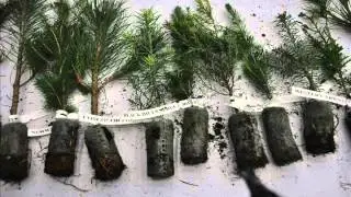 Money Making Ideas     Turn Hunting Properties Into a Tree  Farm