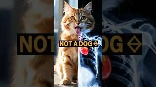 Cat Panting Like A Dog : Signs Of Heart Failure! ⚠️ 🇺🇸