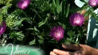 Stokes Aster Stokesia