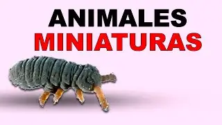 Colembolos: Los INCRE&Iacute;BLES HABITANTES del MUNDO en MINIATURA 🌍 - Animales Salvajes