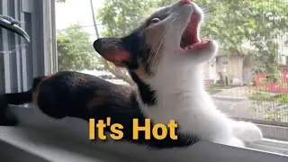 My Cat Is Cooling Out At The Window &lrm;⁨| Nature | Pet | Love | Summer  | Dina Nibar @DinaRadicaFilms 