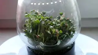Growing radish sprouts - Time Lapse